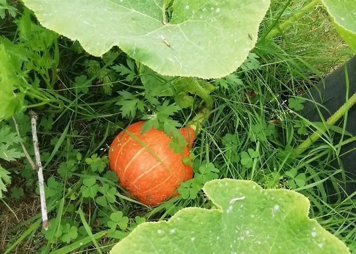 Le Chai De Serres Bed & Breakfast Artassenx